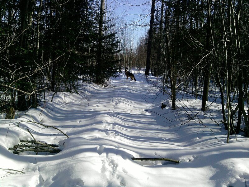 Wolf in snowy forest