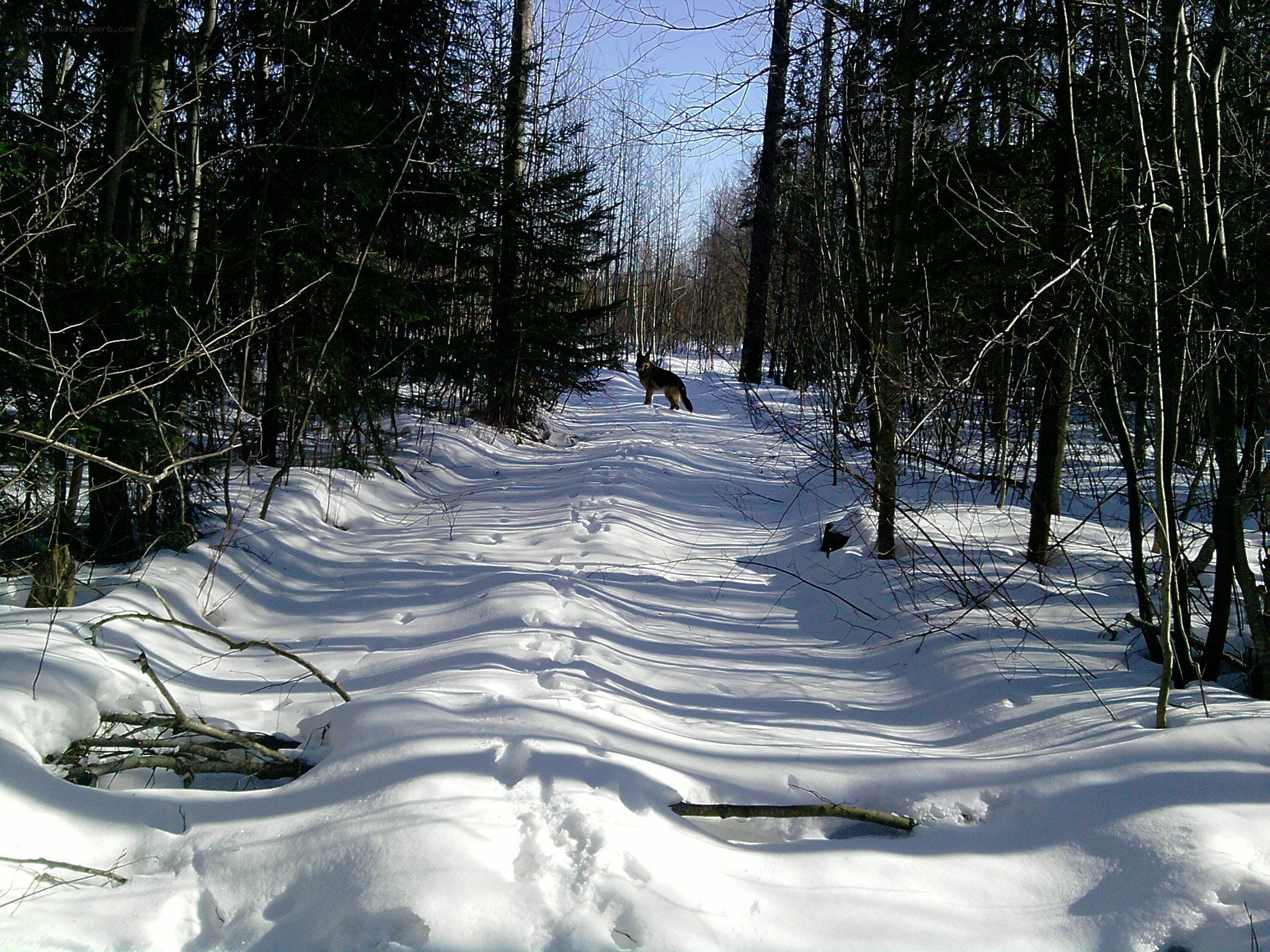 Wolf in snowy forest