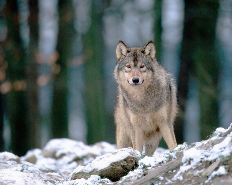wolf in snowy forest