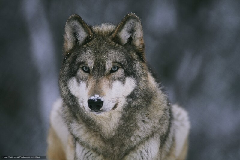 wolf in snowy forest