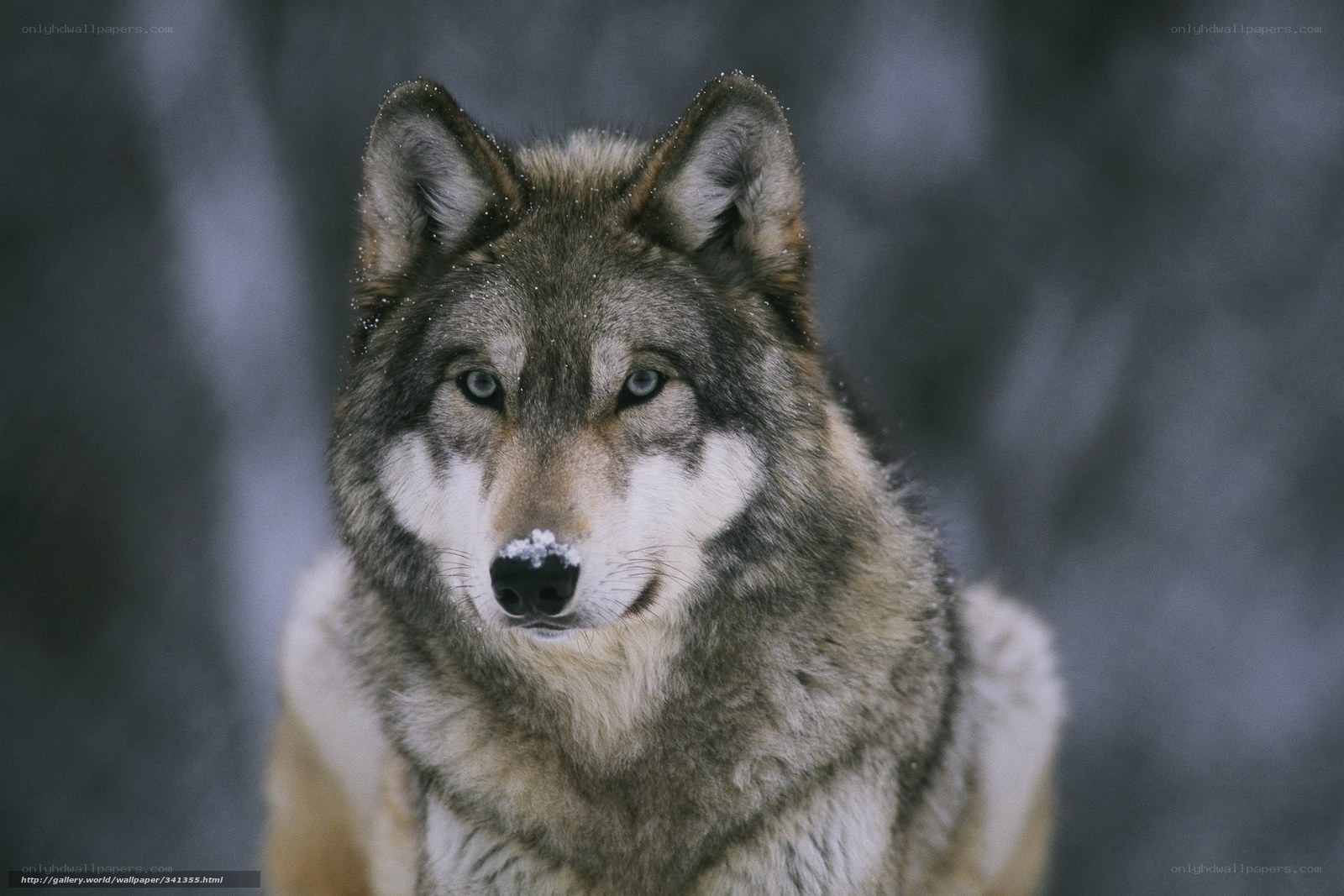 wolf in snowy forest