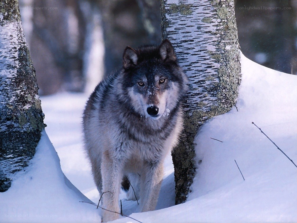 wolf in snowy forest