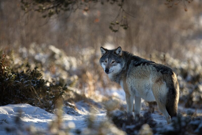 wolf in snowy forest
