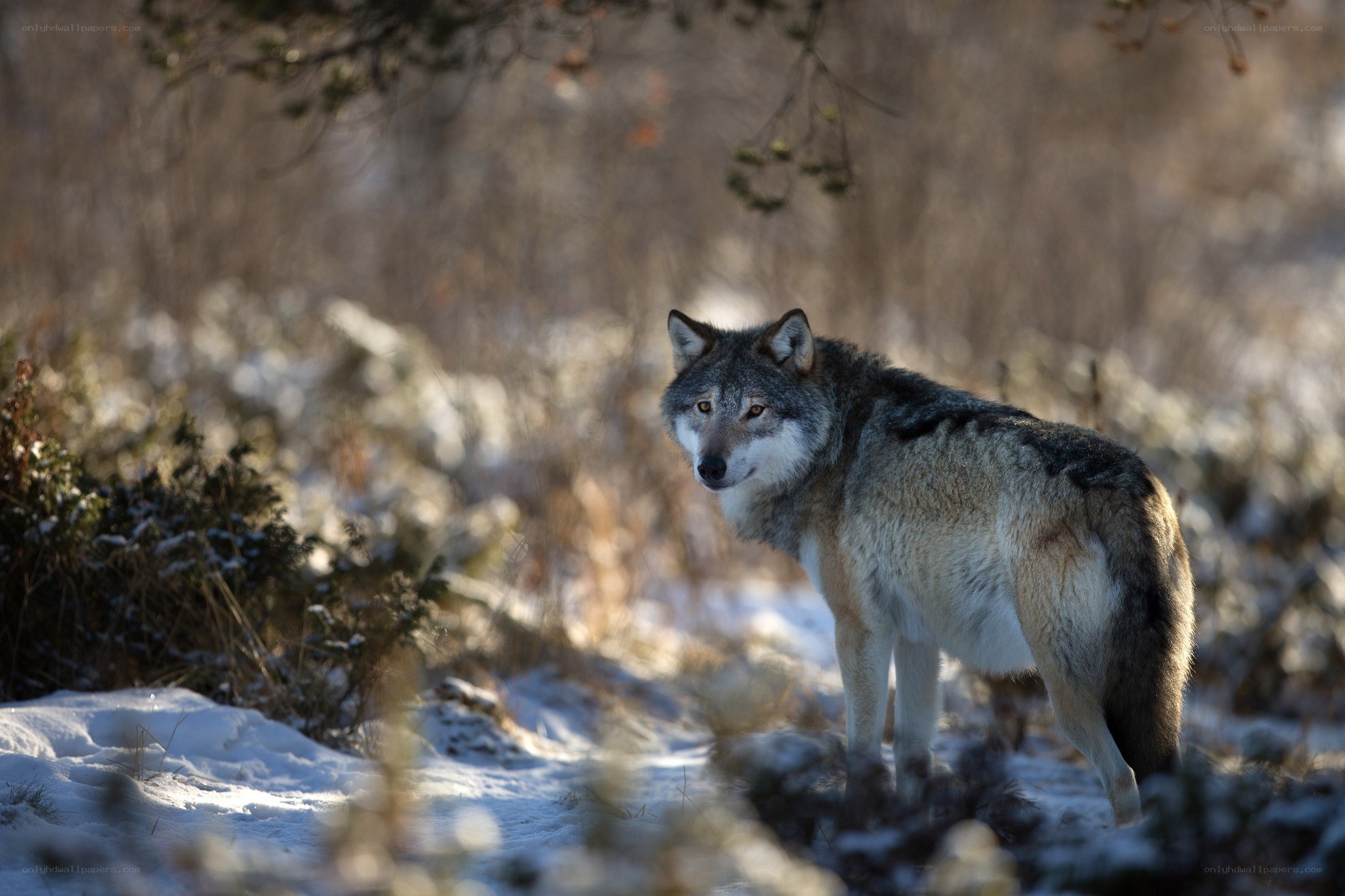 wolf in snowy forest