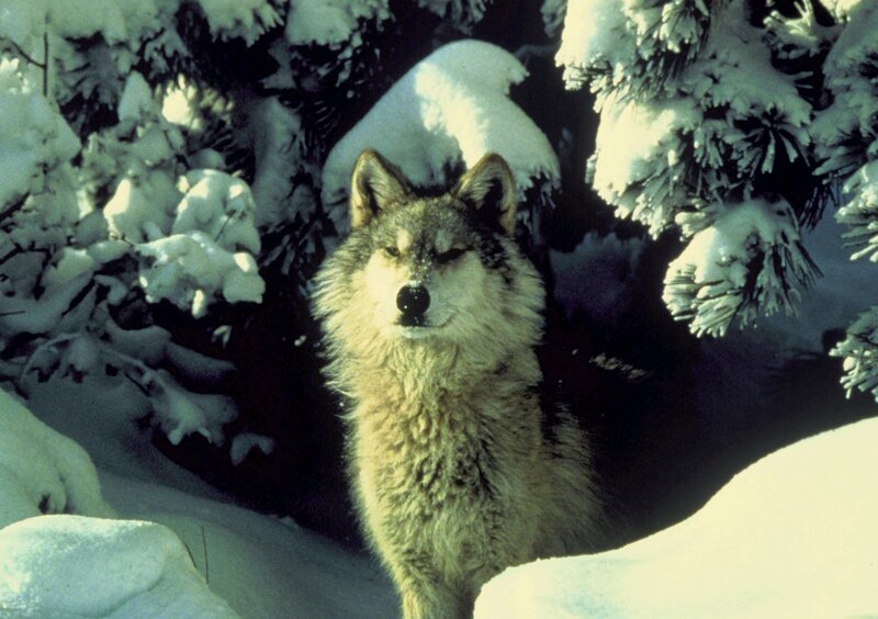 wolf in snowy forest
