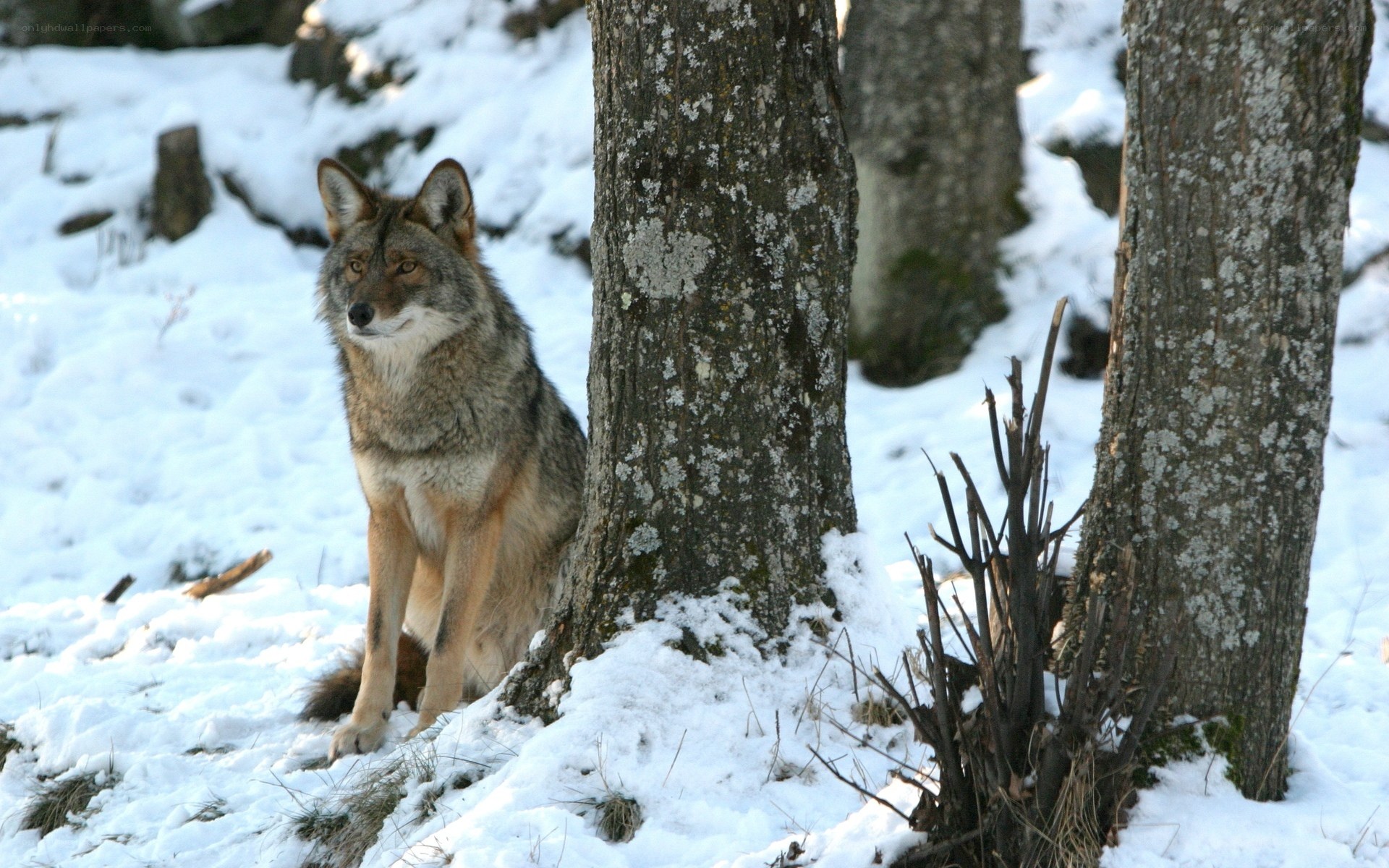 wolf in snowy forest