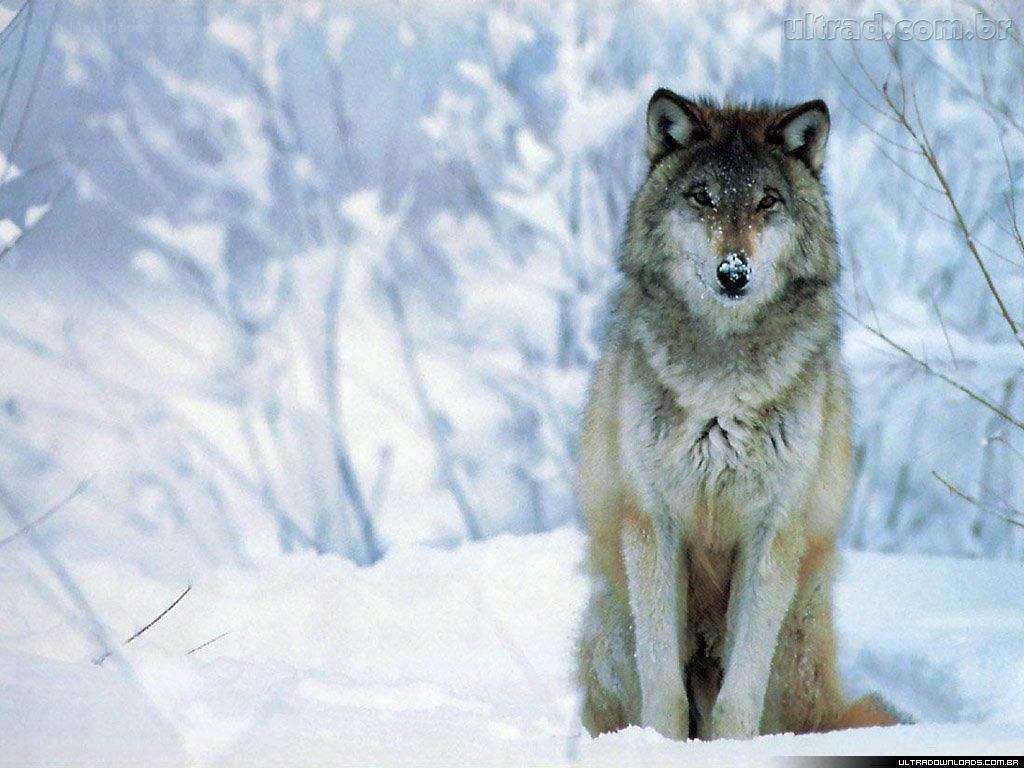 wolf in snowy forest