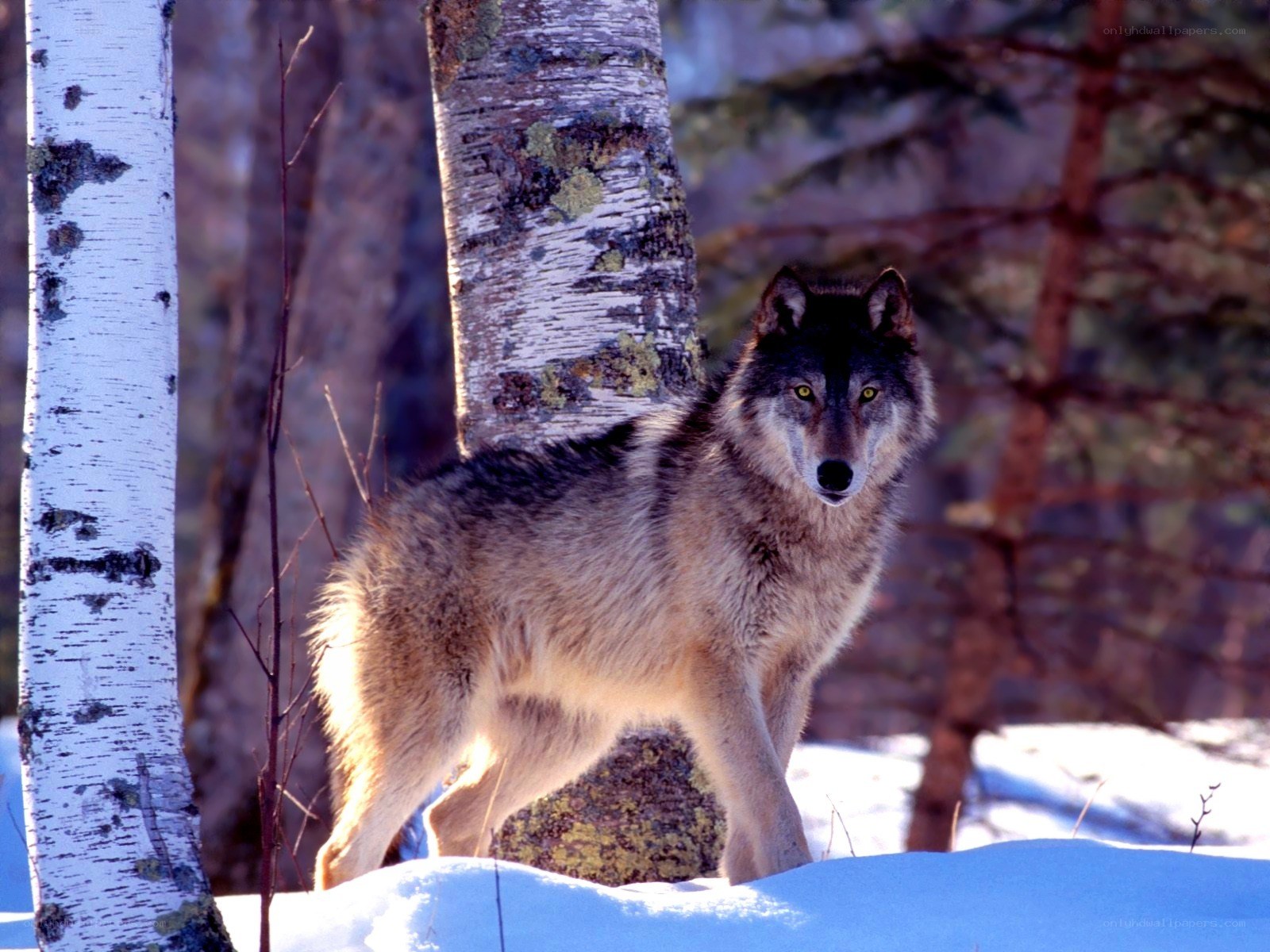 wolf in snowy forest