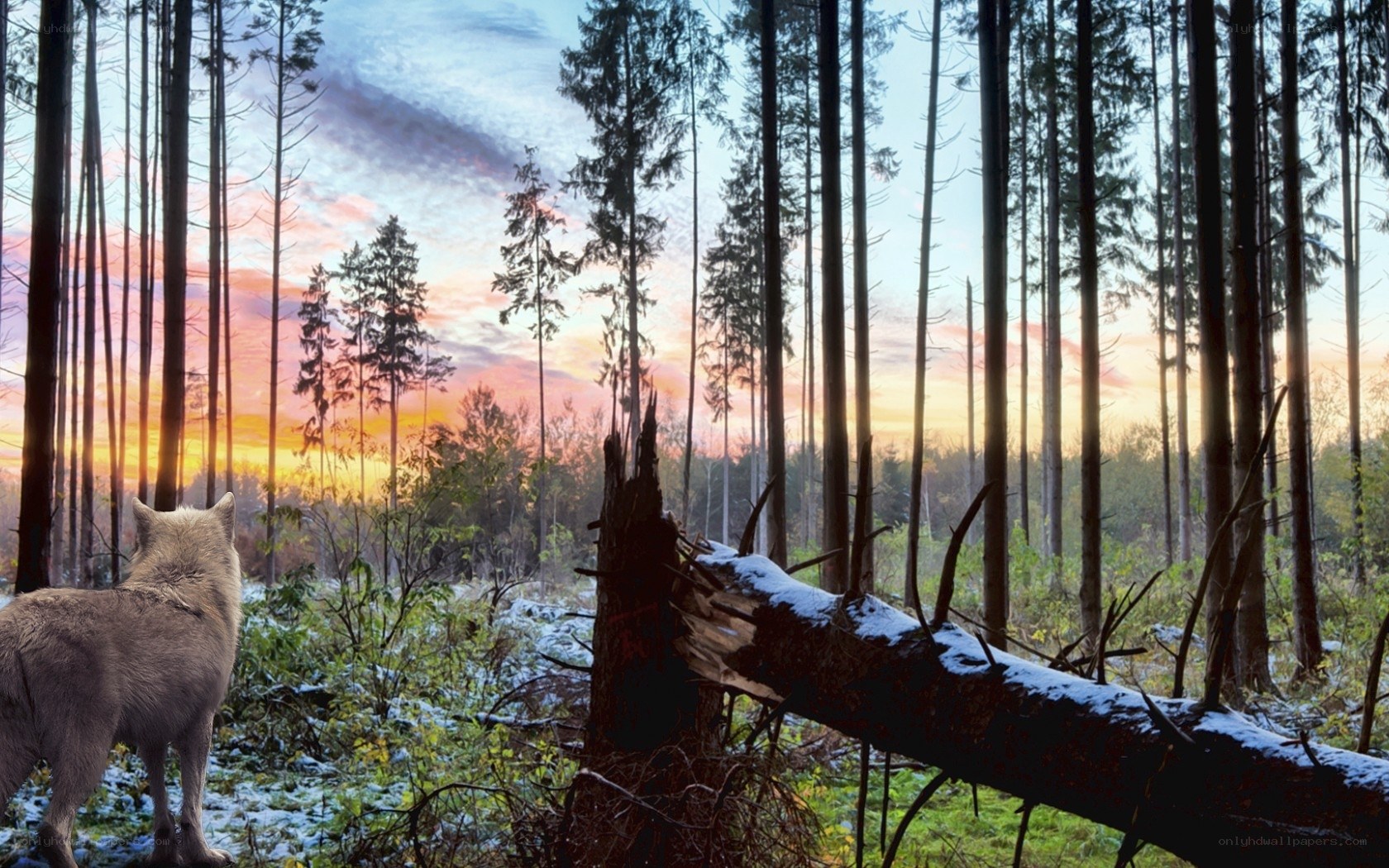 wolf in snowy forest at sunset