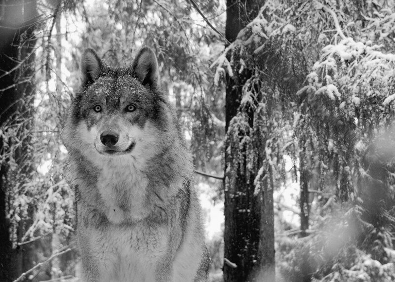 Wolf in Snowy Forest — Black, Calm