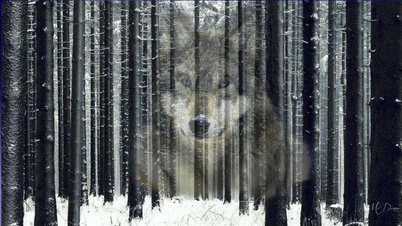 Wolf in Snowy Forest — Black, Mysterious