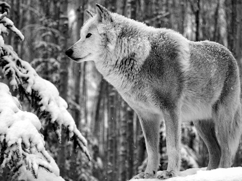 Wolf in Snowy Forest — Black