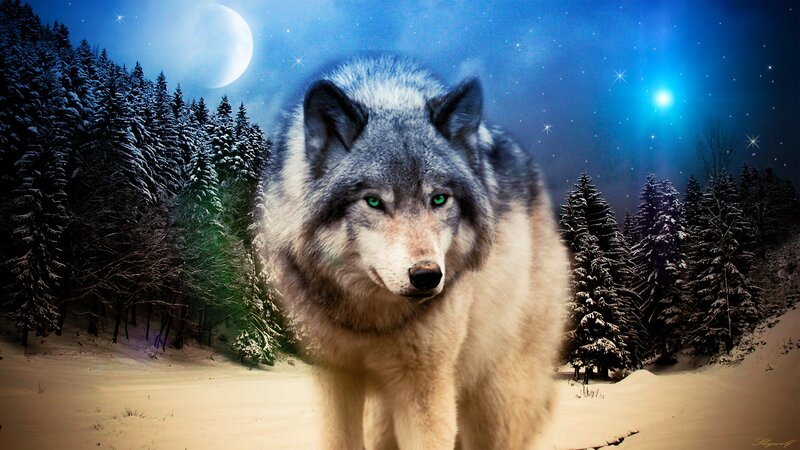 Wolf in Snowy Forest — Blue, Dramatic, Night, Digital Art, Moon, Stars