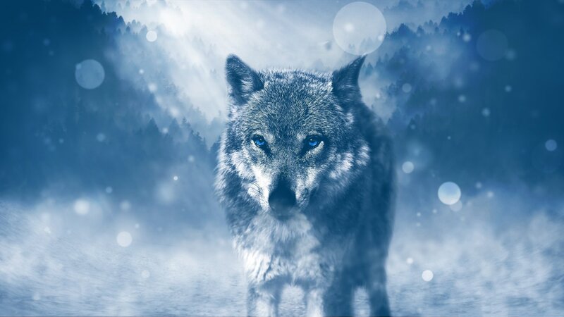 Wolf in Snowy Forest — Blue, Dramatic, Winter, Digital Art, Snow