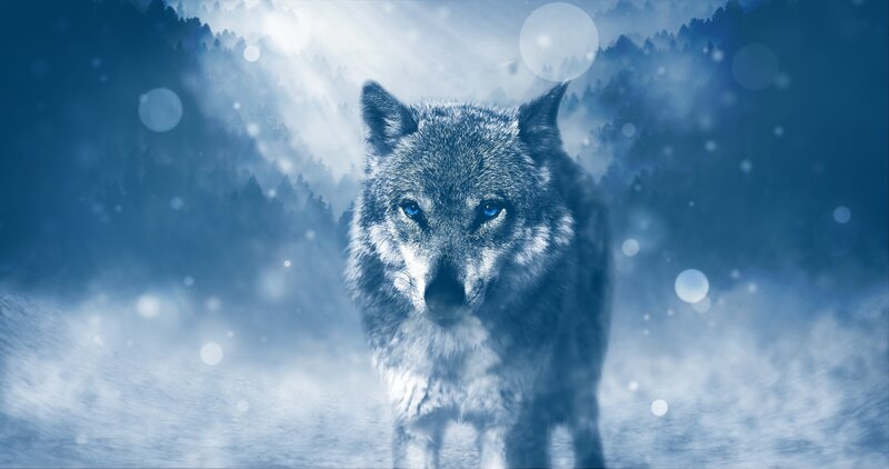 Wolf in Snowy Forest — Blue, Dramatic, Winter