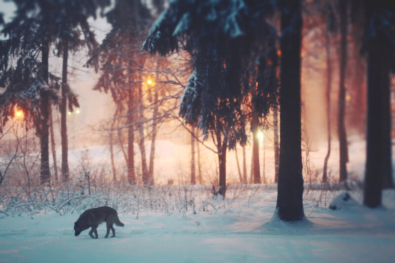 Wolf in Snowy Forest — Blue, Serene, Winter