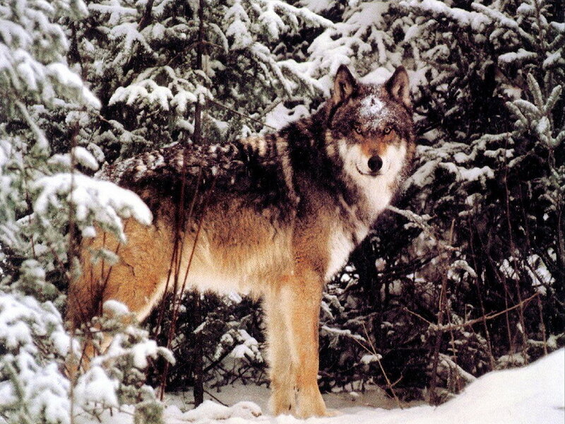 Wolf in Snowy Forest — Brown, Alert