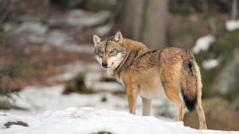 Wolf in Snowy Forest — Brown, Alert, Winter, Photograph, Snow