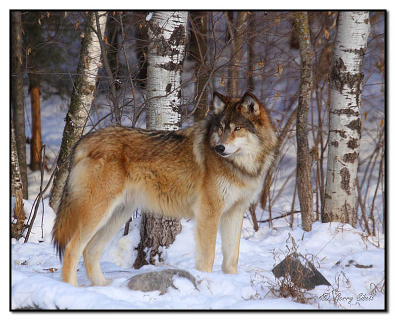 Wolf in Snowy Forest — Brown, Alert, Winter, Photograph