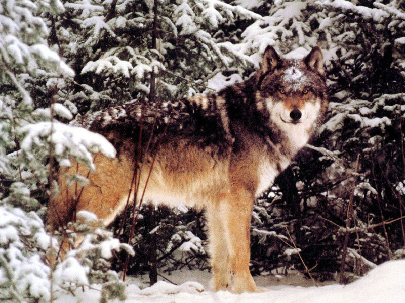 Wolf in Snowy Forest — Brown, Alert, Winter