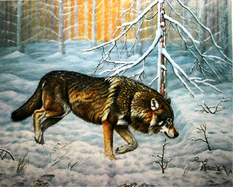Wolf in Snowy Forest — Brown, Calm