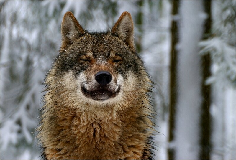 Wolf in Snowy Forest — Brown, Calm, Winter, Photograph