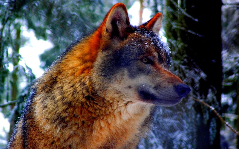 Wolf in Snowy Forest — Brown, Calm, Winter