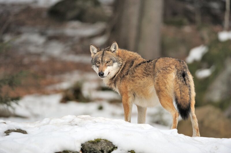 Wolf in Snowy Forest — Brown