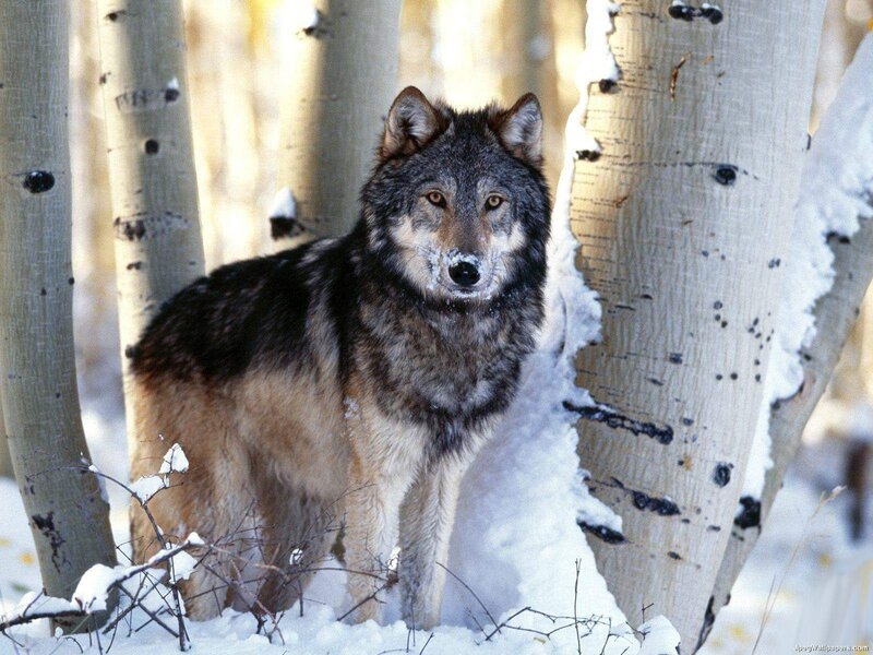 Wolf in Snowy Forest — Gray, Alert