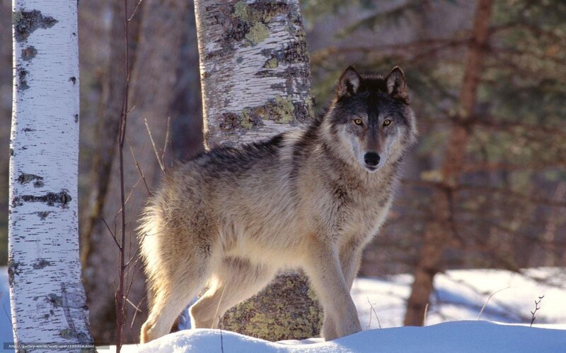 Wolf in Snowy Forest — Gray, Alert, Winter, Photograph, Snow, Birch Tree