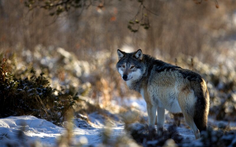 Wolf in Snowy Forest — Gray, Alert, Winter, Photograph, Snow