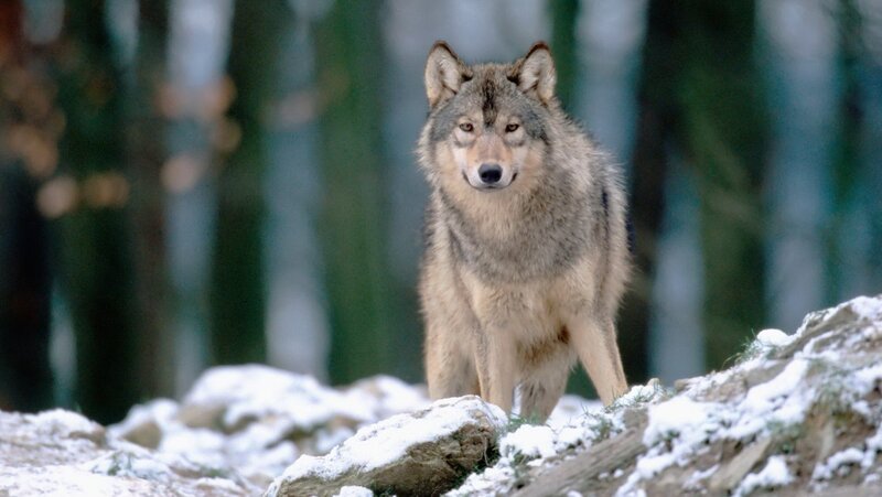 Wolf in Snowy Forest — Gray, Alert, Winter, Photograph, Snow, Trees, Rocks, White