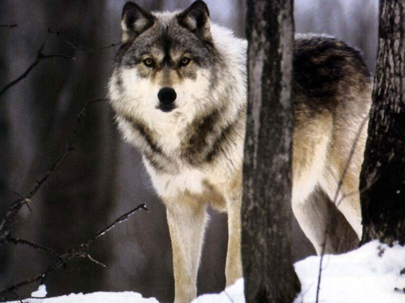 Wolf in Snowy Forest — Gray, Alert, Winter, Photograph, Snow, Trees