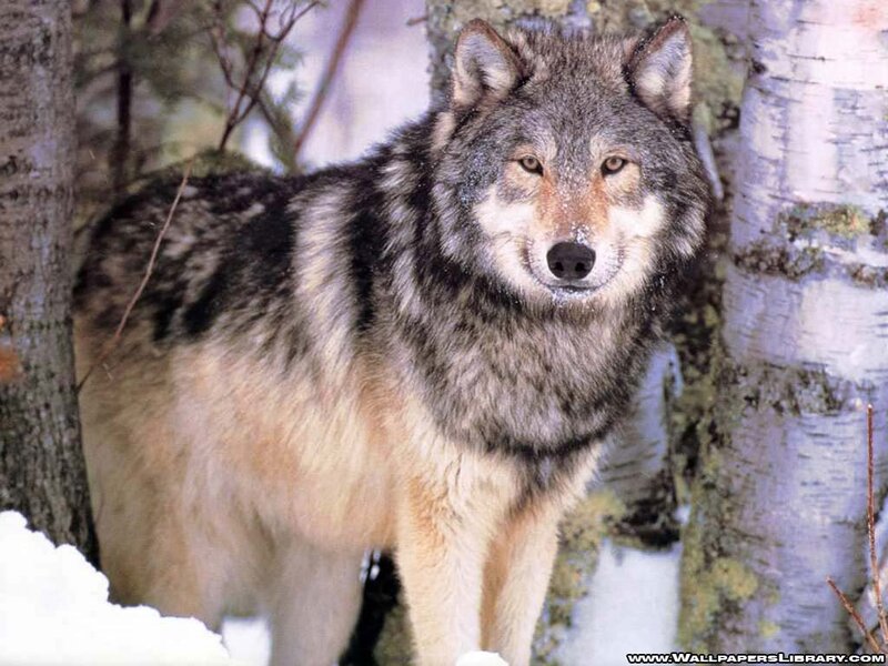 Wolf in Snowy Forest — Gray, Alert, Winter, Photograph