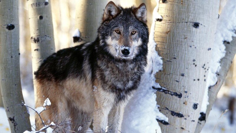 Wolf in Snowy Forest — Gray, Alert, Winter, Photograph, Trees