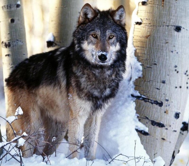 Wolf in Snowy Forest — Gray, Alert, Winter