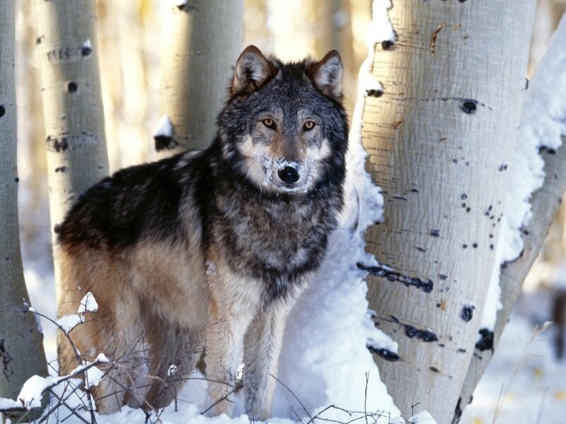 Wolf in Snowy Forest — Gray, Calm
