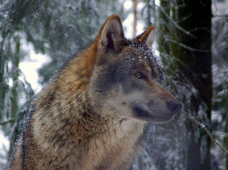 Wolf in Snowy Forest — Gray, Calm, Winter, Photograph, Snow