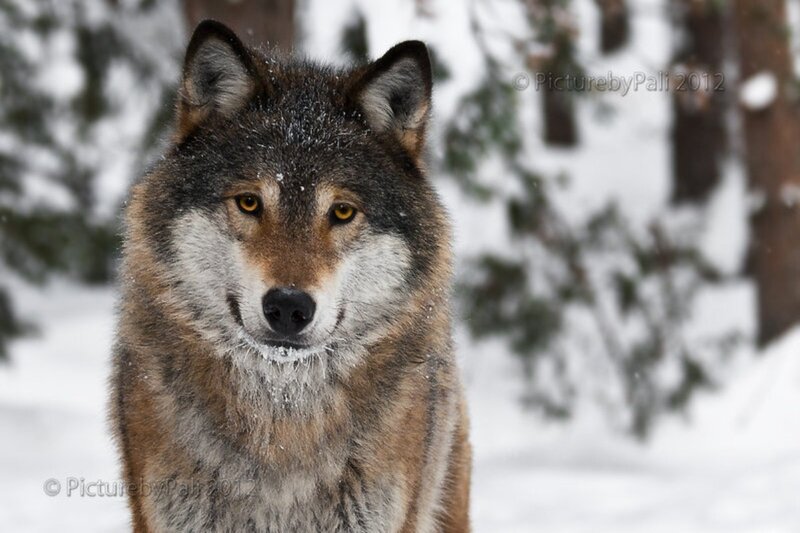 Wolf in Snowy Forest — Gray, Calm, Winter, Photograph, Snow, Trees