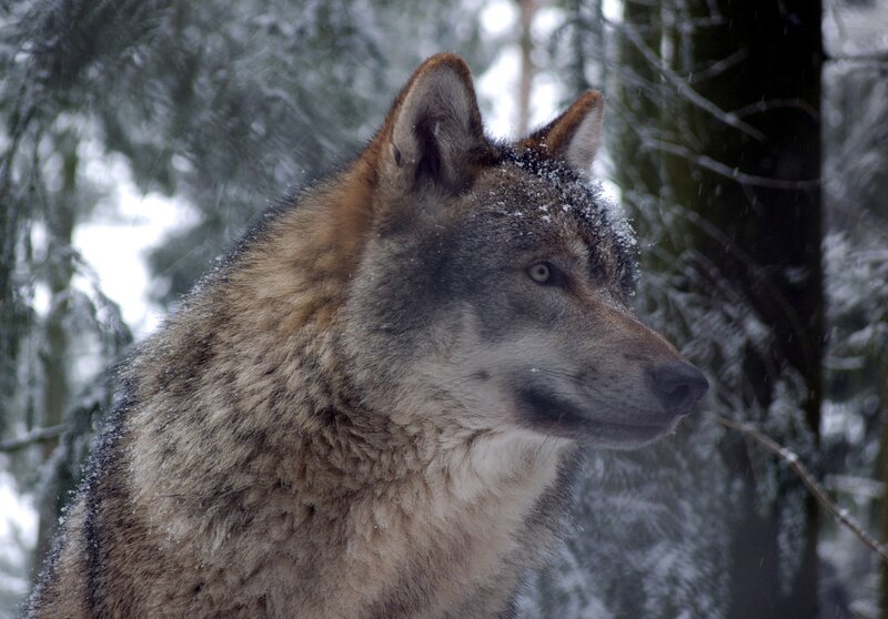 Wolf in Snowy Forest — Gray, Calm, Winter, Photograph