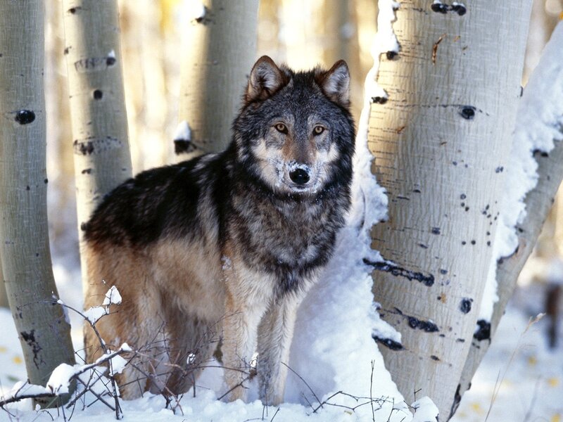 Wolf in Snowy Forest — Gray, Calm, Winter, Photograph, Trees, Snow