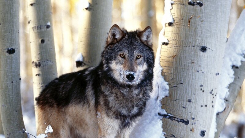 Wolf in Snowy Forest — Gray, Calm, Winter, Photograph, Trees