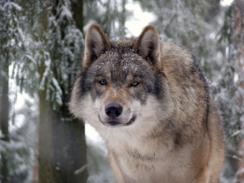 Wolf in Snowy Forest — Gray, Calm, Winter