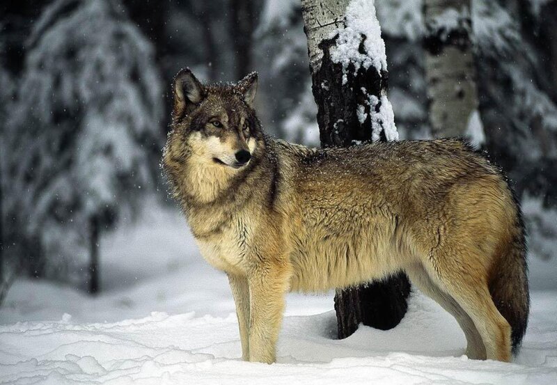 Wolf in Snowy Forest — Gray, Cold, Winter