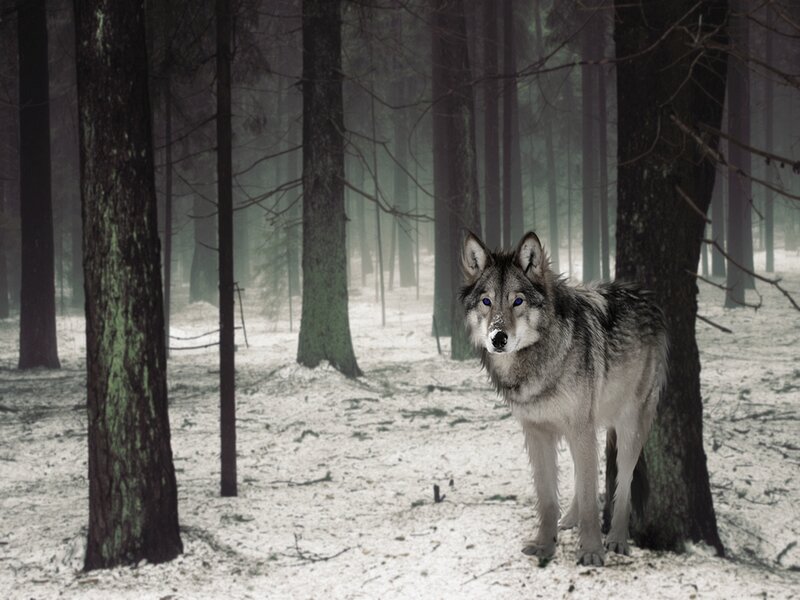 Wolf in Snowy Forest — Gray, Dramatic