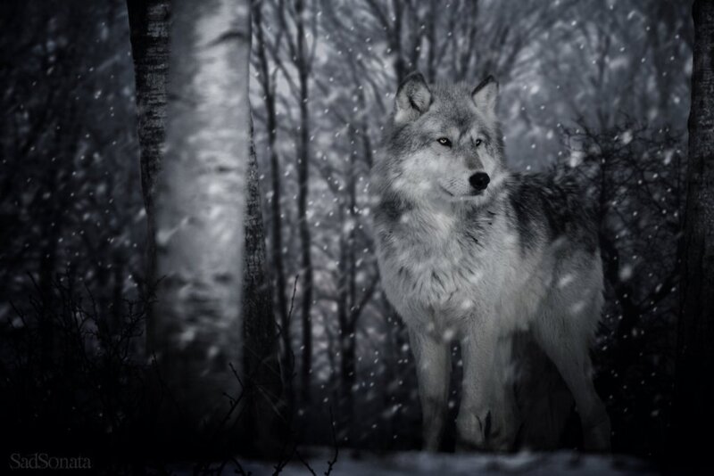 Wolf in Snowy Forest — Gray, Dramatic, Winter