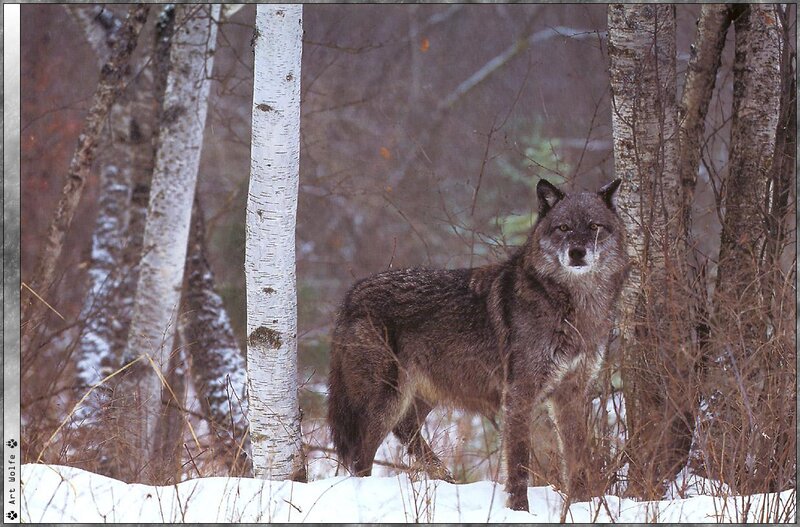 Wolf in Snowy Forest — Gray, Natural