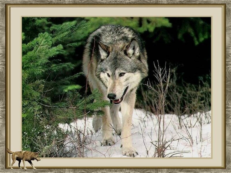 Wolf in Snowy Forest — Gray, Natural, Winter, Photograph