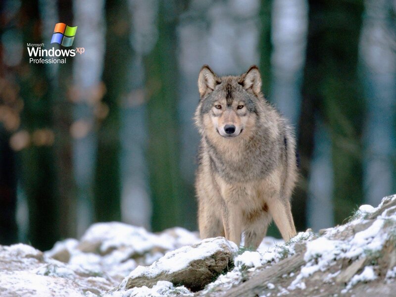 Wolf in Snowy Forest — Gray, Natural, Winter