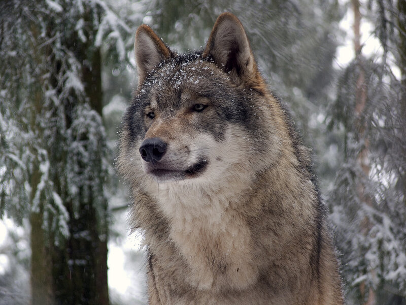 Wolf in Snowy Forest — Gray